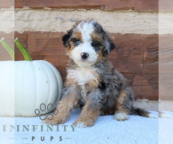 Medium Photo #1 Bernedoodle (Miniature) Puppy For Sale in NARVON, PA, USA