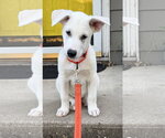 Dan - Male Mutt Dog for Adoption - Small photo