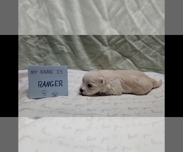 Medium Photo #17 Maltipoo (Miniature) Puppy For Sale in BROOKFIELD, MO, USA