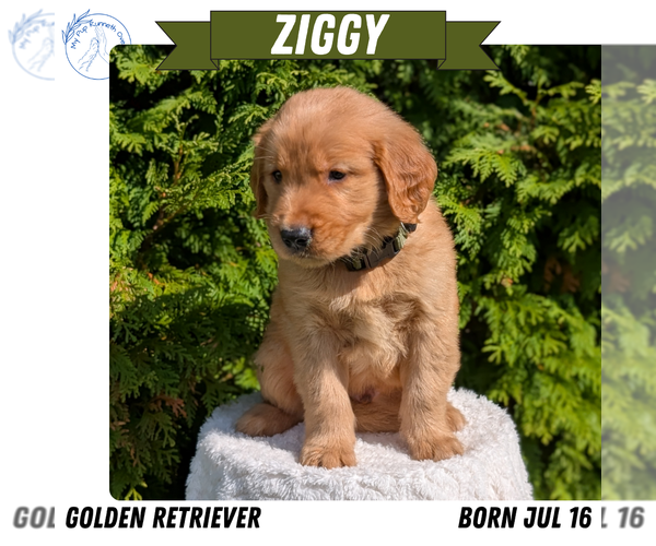 Medium Photo #53 Golden Retriever Puppy For Sale in GOSHEN, IN, USA