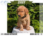 Small #7 Golden Retriever