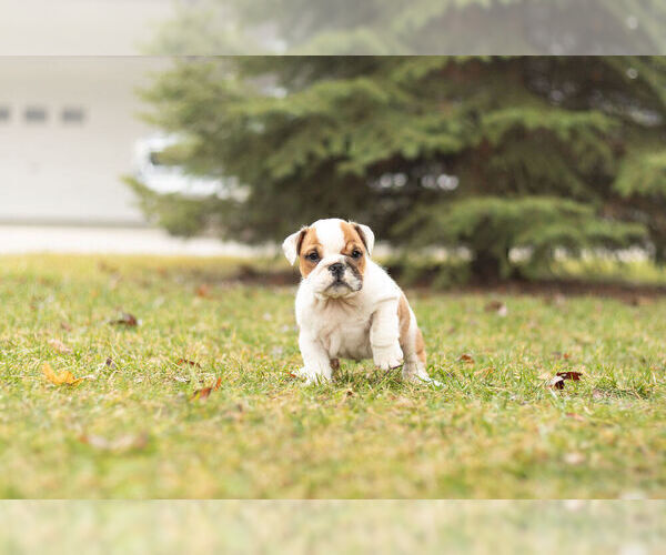 Medium Photo #6 Bulldog Puppy For Sale in WARSAW, IN, USA