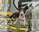 Small #3 Pembroke Welsh Corgi