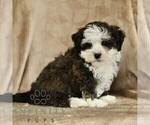Small #1 ShihPoo
