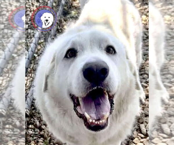Medium Photo #1 Great Pyrenees Puppy For Sale in Spring, TX, USA