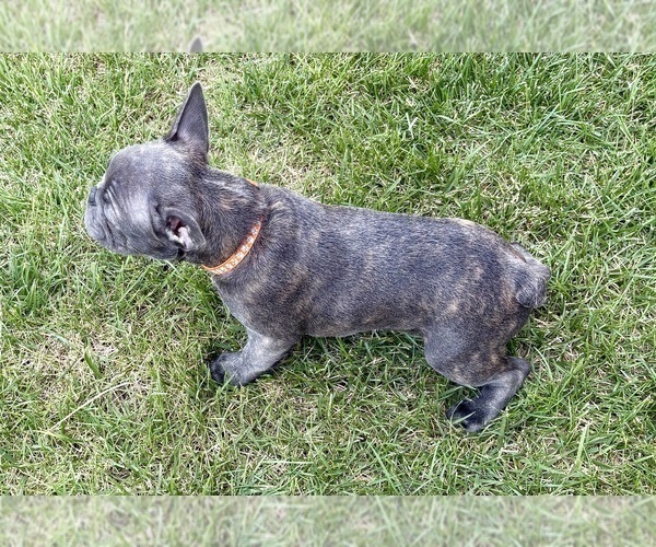 Medium Photo #7 French Bulldog Puppy For Sale in CANYON, TX, USA