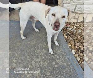 Labrador Retriever-Unknown Mix Dogs for adoption in San Antonio, TX, USA