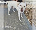 Small Labrador Retriever Mix