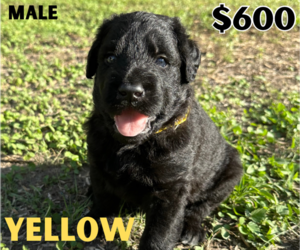 Shepadoodle Puppy for sale in THREE RIVERS, TX, USA
