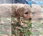 Small Photo #15 Goldendoodle-Poodle (Standard) Mix Puppy For Sale in OVIEDO, FL, USA