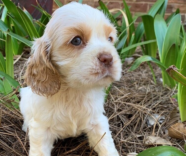 Full screen Photo #1 Cocker Spaniel Puppy For Sale in MATHISTON, MS, USA