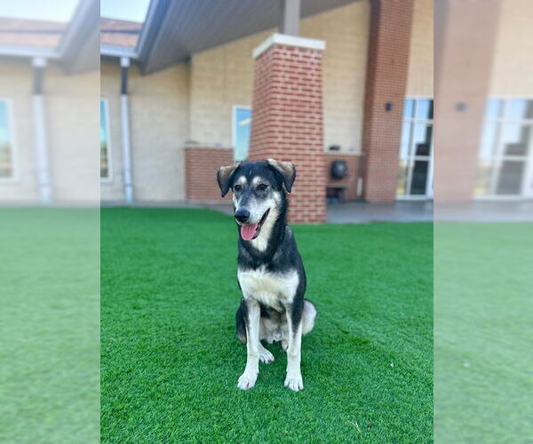 Medium Photo #3 Siberian Husky-Unknown Mix Puppy For Sale in Grand Prairie, TX, USA