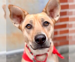 Carolina Dog-Unknown Mix Dogs for adoption in Canton, CT, USA