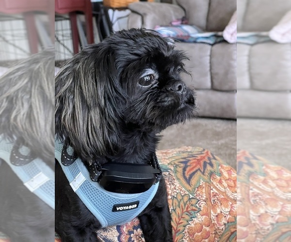 Medium Photo #1 Shih Tzu Puppy For Sale in FARMINGTON, NY, USA