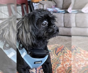 Shih Tzu Puppy for sale in FARMINGTON, NY, USA