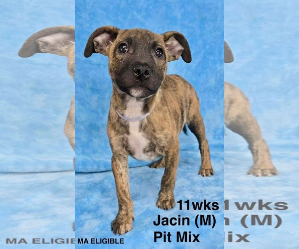 Medium Photo #5 Mutt Puppy For Sale in pomfret, CT, USA