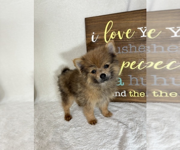 Medium Photo #5 Pomeranian Puppy For Sale in GREENFIELD, IN, USA