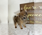 Small #4 Pomeranian