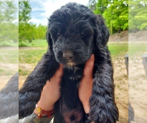 Medium Photo #4 Labradoodle Puppy For Sale in KALKASKA, MI, USA