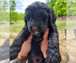 Small #3 Labradoodle