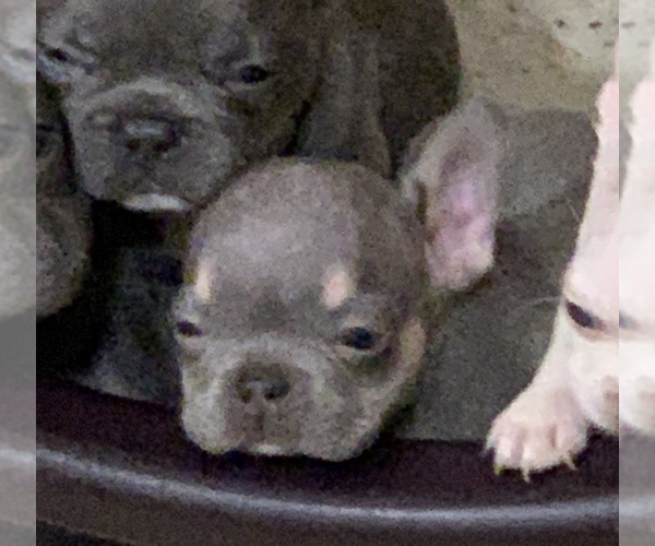 Medium Photo #1 French Bulldog Puppy For Sale in FREMONT, CA, USA