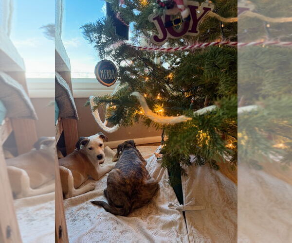 Medium Photo #4 Mutt Puppy For Sale in Fort Collins, CO, USA