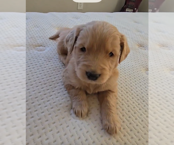 Medium Photo #1 Golden Retriever Puppy For Sale in GARDEN VALLEY, CA, USA