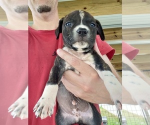 Medium American Pit Bull Terrier