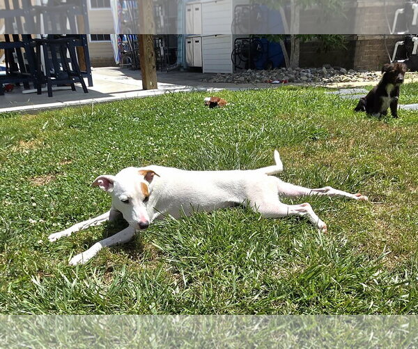 Medium Photo #5 Chihuahua-Unknown Mix Puppy For Sale in Virginia Beach, VA, USA
