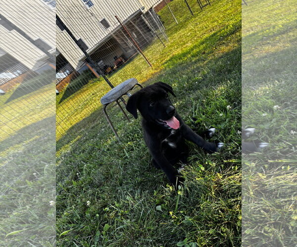 Medium Photo #3 Shepradors Puppy For Sale in Macon, MO, USA