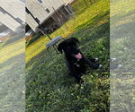 Small #2 Shepradors