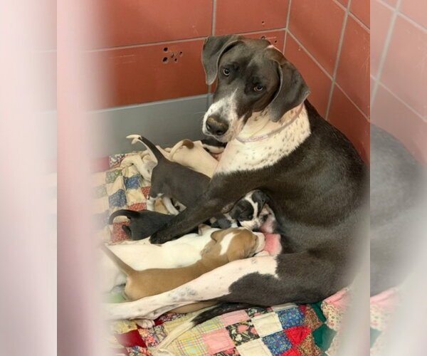 Medium Photo #4 Great Dane-Unknown Mix Puppy For Sale in Lakewood, CO, USA