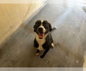 Beagle-Unknown Mix Dogs for adoption in Ocala, FL, USA