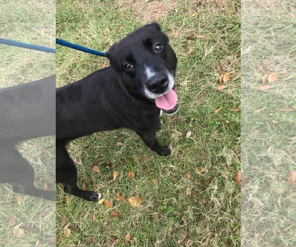 Medium Photo #5 Labrador Retriever-Unknown Mix Puppy For Sale in Jackson, MS, USA