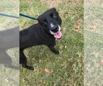 Small #4 Labrador Retriever Mix