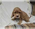 Small #2 English Cocker Spaniel