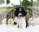 Small Photo #2 Aussiedoodle Puppy For Sale in STRAFFORD, MO, USA