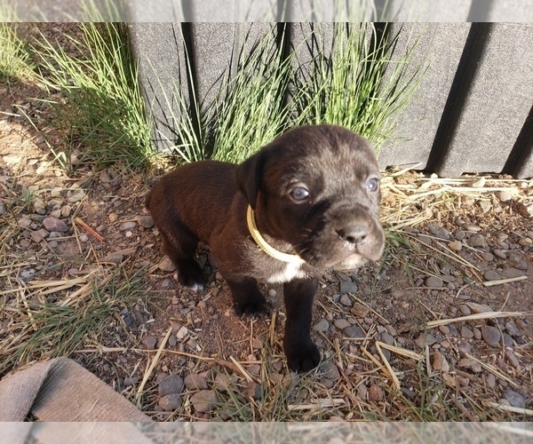 Medium Photo #10 Cane Corso Puppy For Sale in TRINIDAD, CO, USA