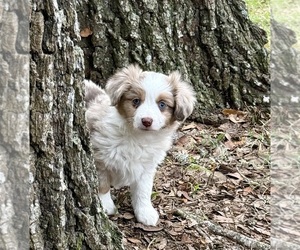 Medium Miniature Australian Shepherd