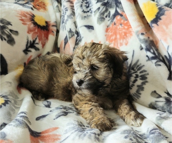 Medium Photo #2 Havanese Puppy For Sale in ALBION, PA, USA