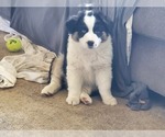 Small Photo #1 Miniature American Shepherd Puppy For Sale in STONE LAKE, WI, USA