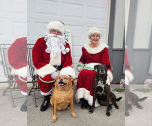 Labrador Retriever Dogs for adoption in Evansville, IN, USA