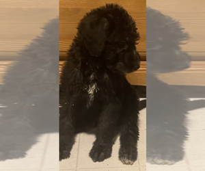 Airedoodle-Goldendoodle Mix Puppy for sale in BON AIR, VA, USA