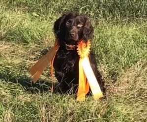 Father of the Boykin Spaniel puppies born on 04/19/2022