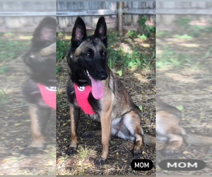 Mother of the Belgian Malinois puppies born on 07/12/2021
