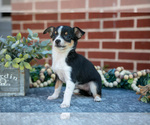 Small Photo #7 Chihuahua Puppy For Sale in NEW HOLLAND, PA, USA
