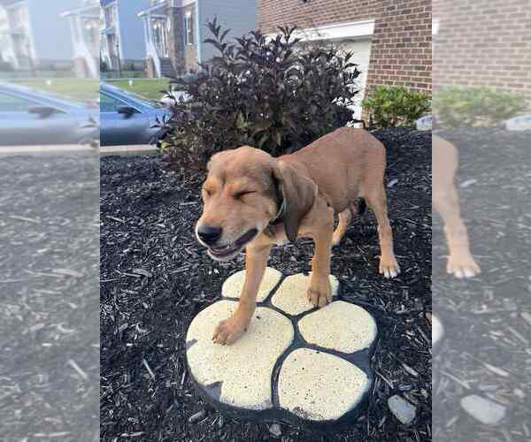 Medium Photo #2 Mutt Puppy For Sale in Springdale, PA, USA