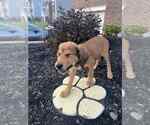 Small #1 Mutt