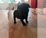 Small Photo #4 French Bulldog Puppy For Sale in LOMA LINDA, CA, USA
