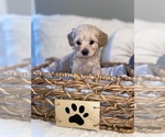 Small Photo #5 Maltipoo Puppy For Sale in SALEM, OR, USA